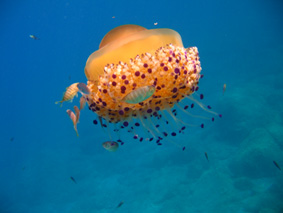 Cotylorhiza tuberculata (Macri, 1778)